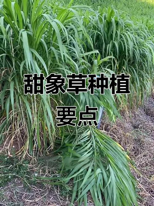 甜象草一亩有多少株_2