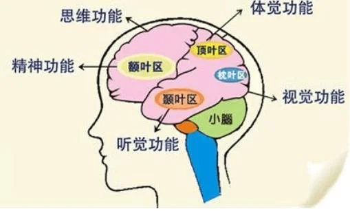 神奇的大脑读后感_1