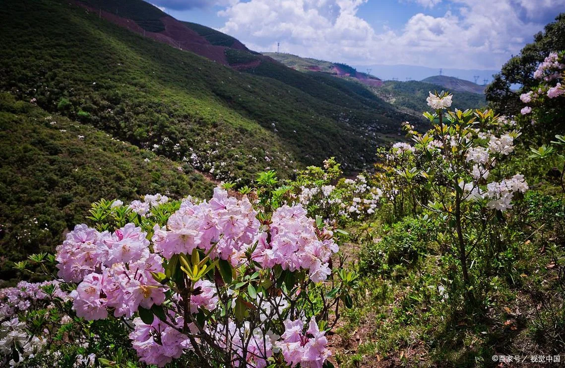 香格里拉花海在几月_1