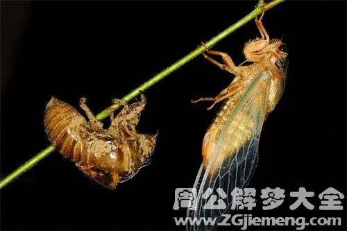 梦见知了是啥征兆_1