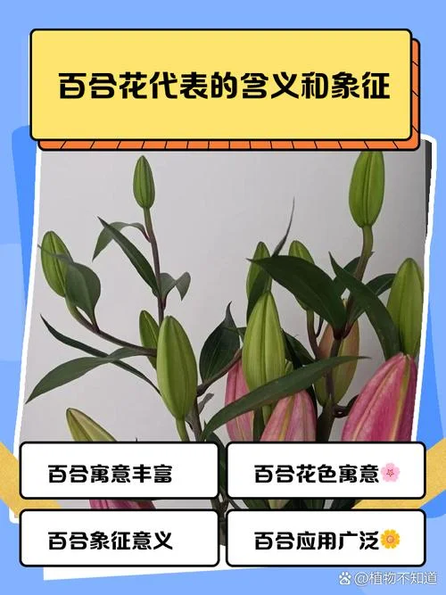 梦见百合花开是什么预兆_1