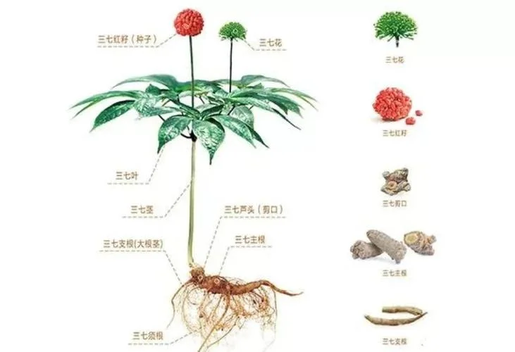 三七出自那里-三七起源地