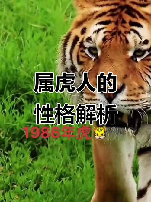 86年虎适合哪年添丁_2
