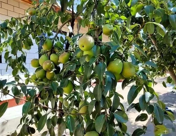 梦到果树_1