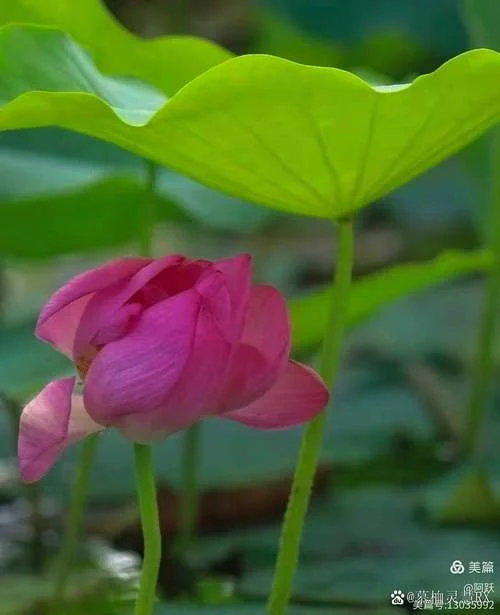 梦见塘里水很满_2