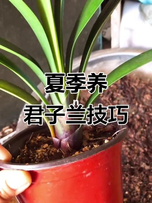 君子兰养护_2