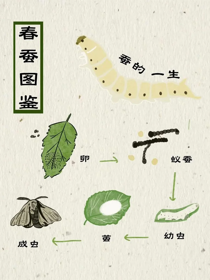蚕的生长过程简单介绍_2