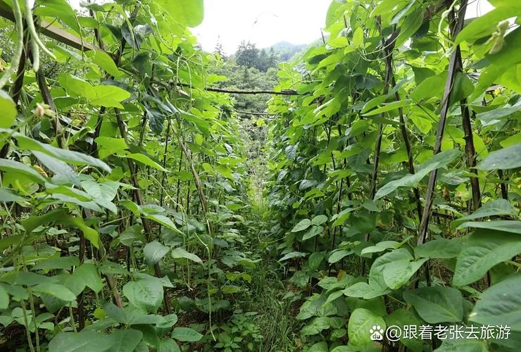 梦见摘豆角黄瓜_2