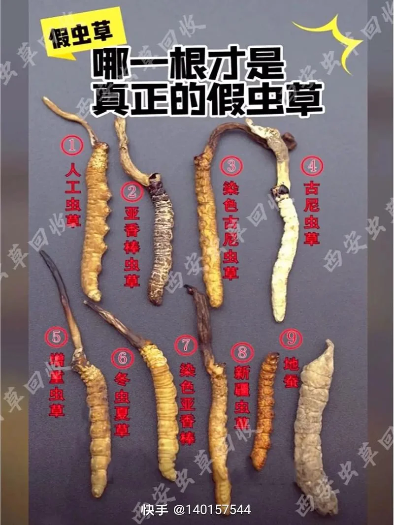冬虫夏草产地介绍-冬虫夏草产地说明