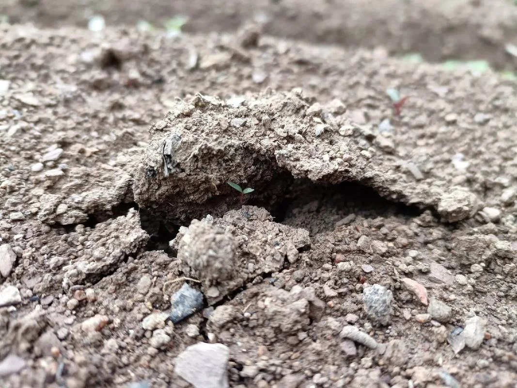 梦见豆子发芽拱出地面_1