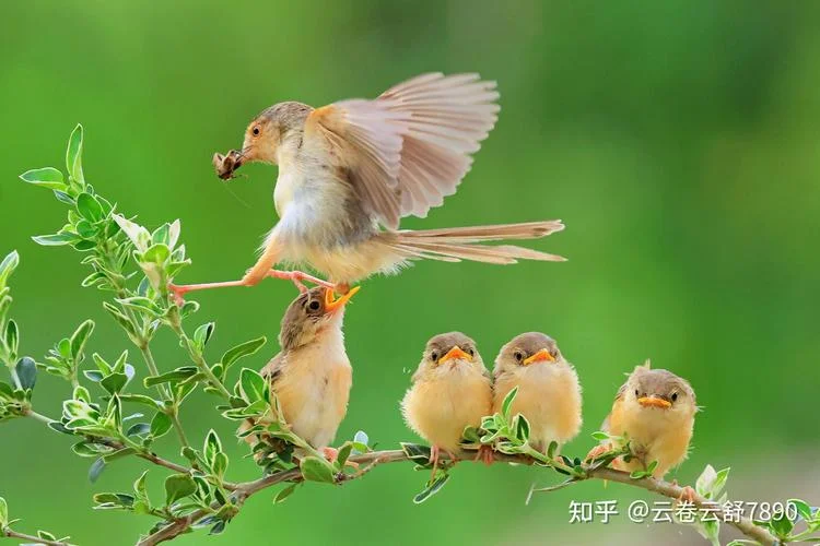 孕妇梦见鸟就生女孩么_1