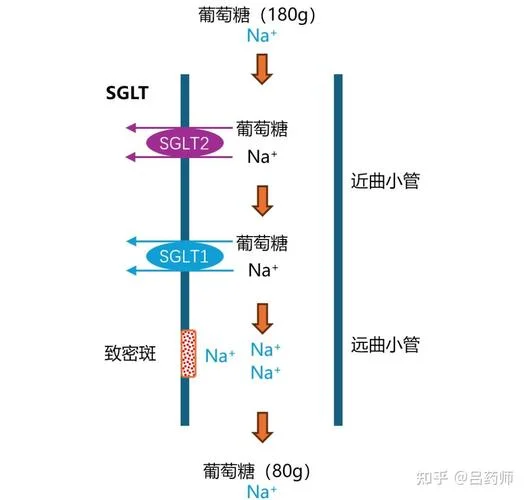 抗酸染色原理动画-抗酸染色动画原理