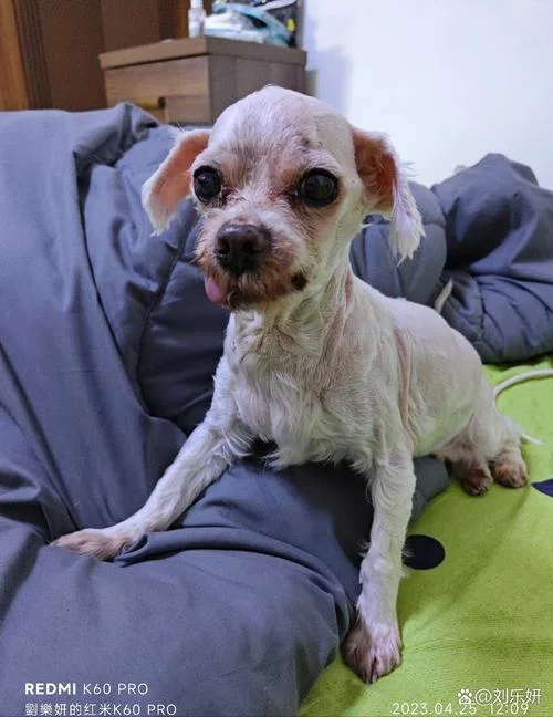 周公解梦梦见狗死去_1