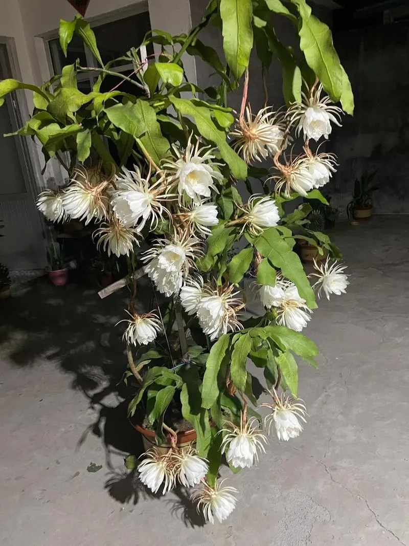 梦见开了好多昙花_1