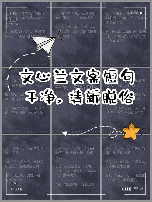 文心兰开花文案_1
