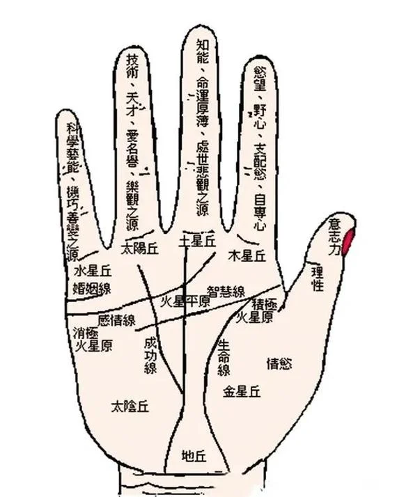 手相性线在哪-手相性线位置