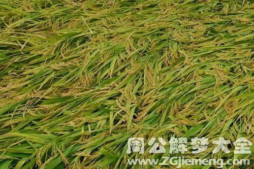 梦见稻谷_2