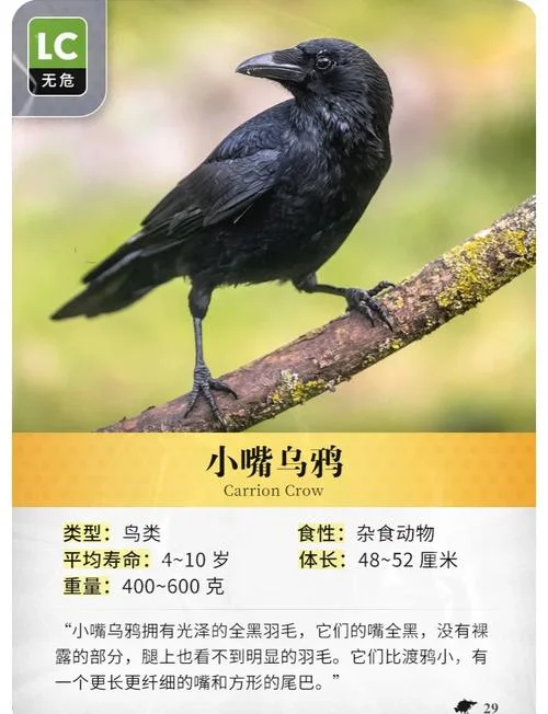 史上最强乌鸦嘴_1