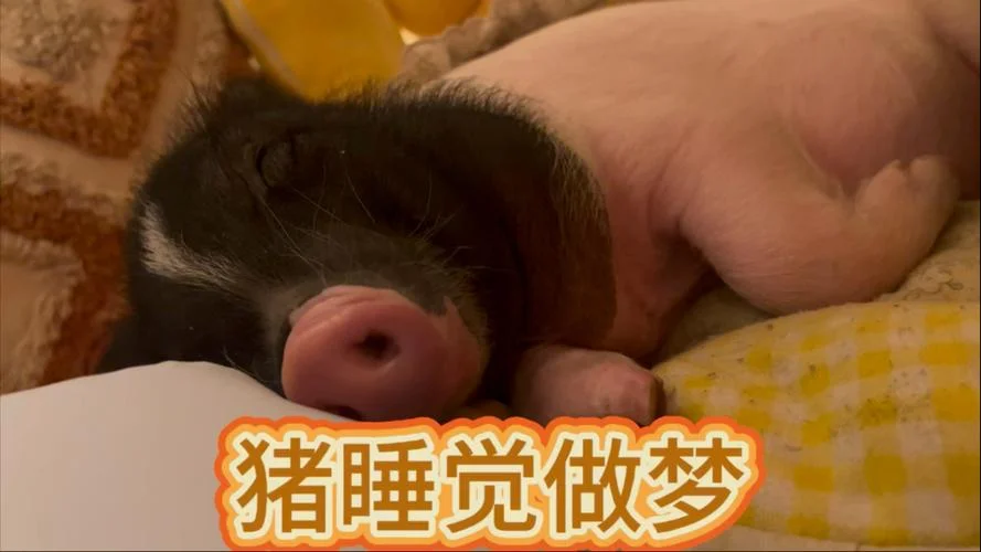 梦见租房睡觉_1