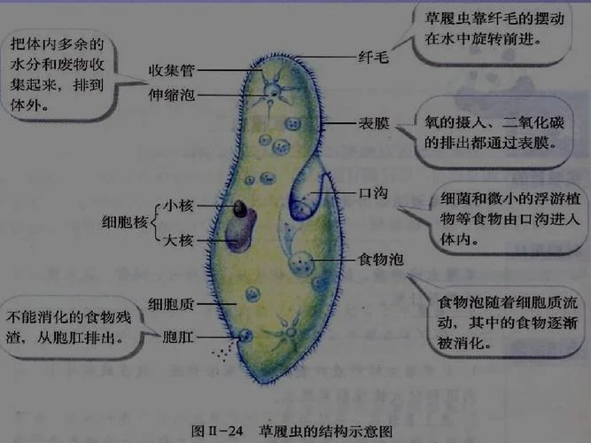 什么是单细胞生物举例-单细胞生物举例