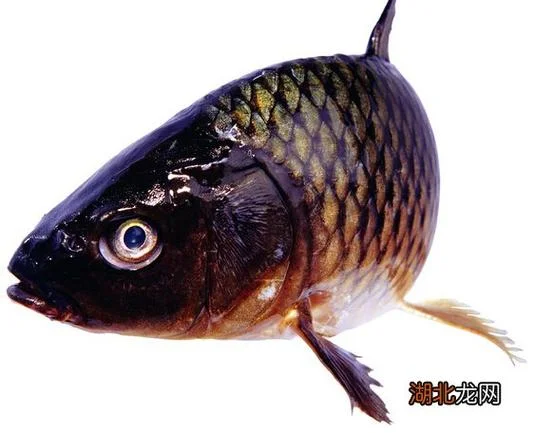 做梦梦见和别人买鱼_2