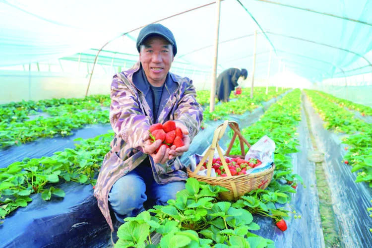 草莓大棚多少钱一亩-草莓大棚一亩报价