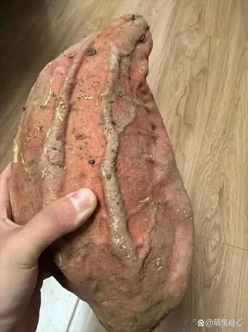 梦见特大红薯_1