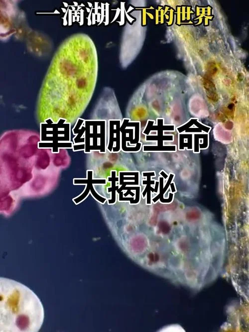什么是单细胞生物举例_2