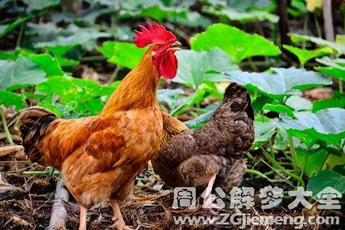 女人梦见鸡流血是什么意思_1