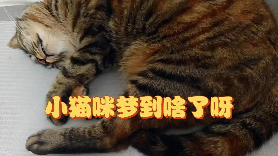 梦见一堆小猫咪是什么预兆_1