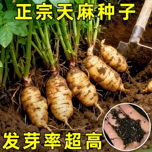 天麻种植几月份-天麻种植最佳月