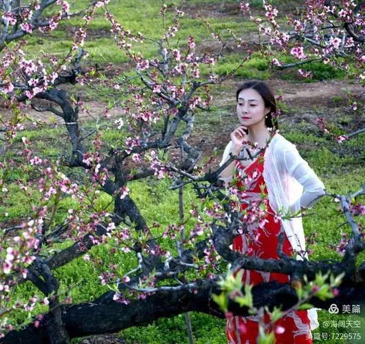 千年桃花如梦读书笔记-千年桃花如梦书
