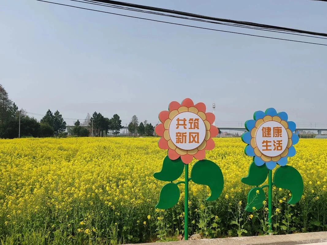 梦见一片油菜花_1