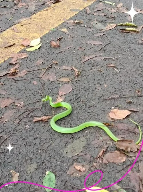 孕妇梦见被青蛇追着跑_2