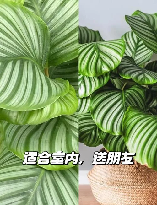 梦见青苹果送人_1