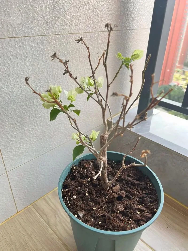 梦见种植物枯萎_1