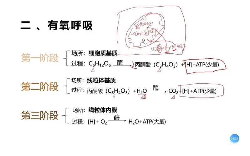 呼吸作用原理_2