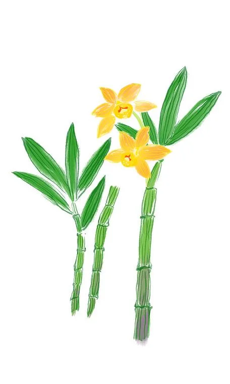铁皮石斛简笔画怎么画-铁皮石斛简笔画画法