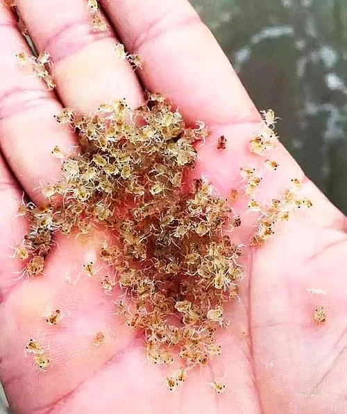 梦见大螃蟹产卵_1