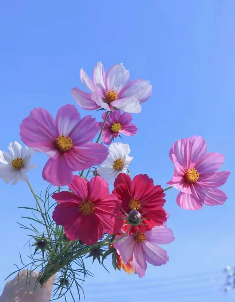 格桑花花语朋友圈说说_1