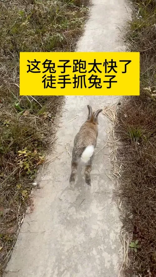 梦见野兔子被逮住了_1