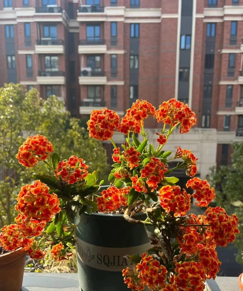 梦见花树发芽开花_1