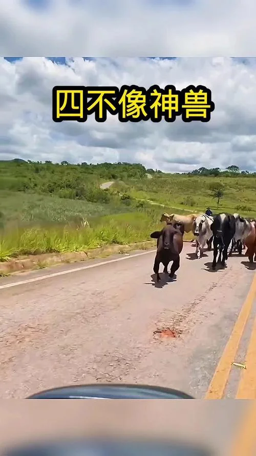 梦到四不像-梦见四不像