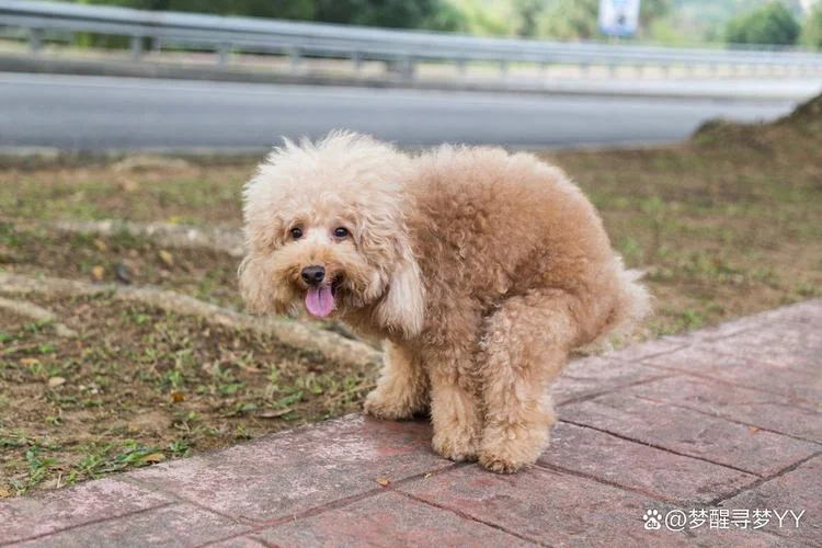 梦见狗拉屎在家里_2