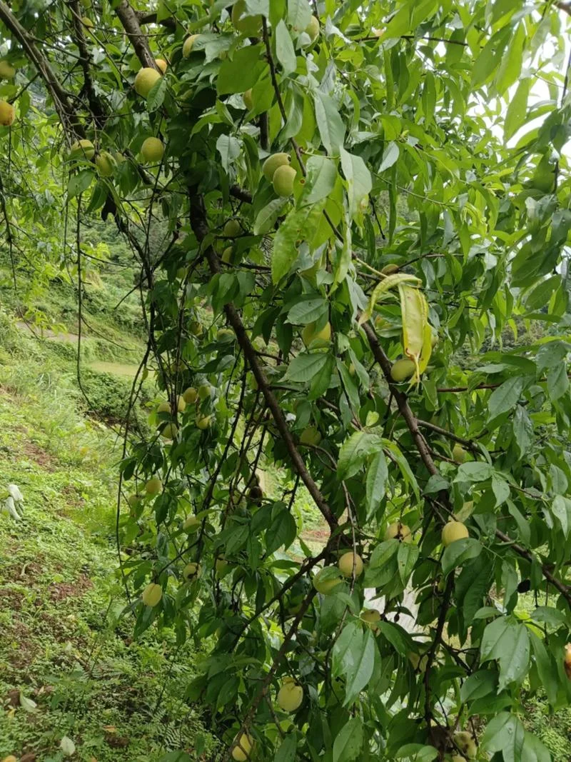 梦见吃桃有虫子扔了_2