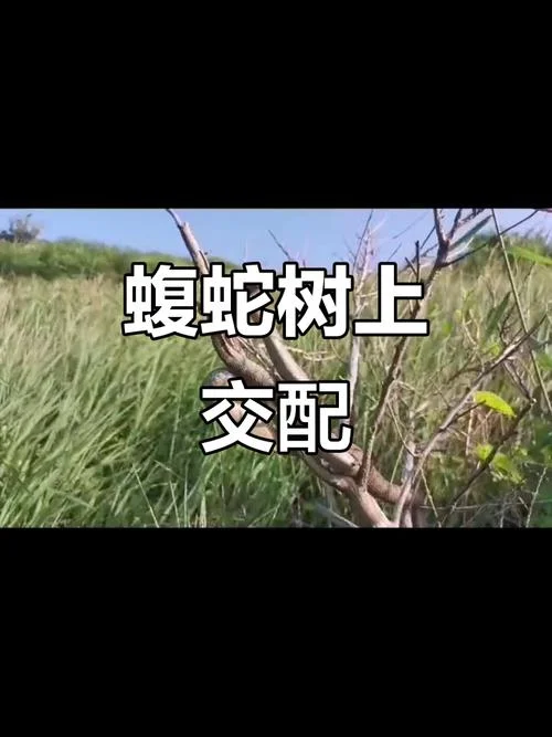 梦见两条蛇打架互相咬_2
