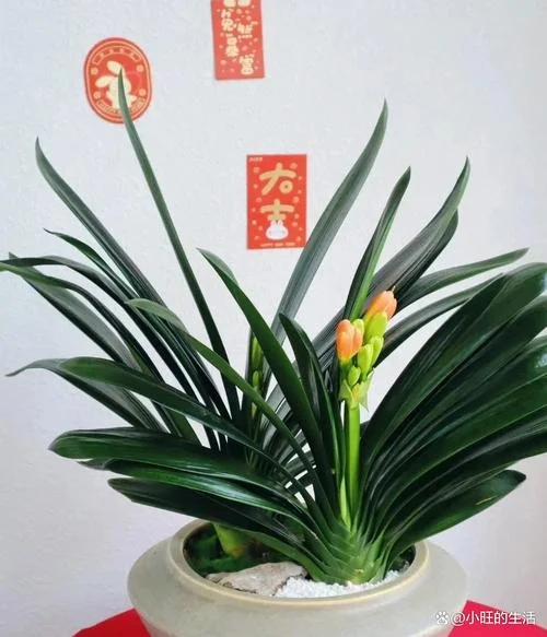 花旺人不旺下一句_2