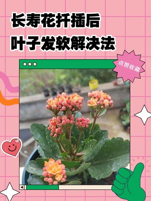 红单长寿花几月份扦插-红单长寿花插时