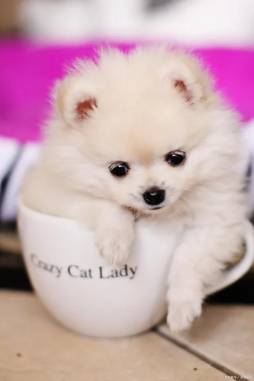 纯种茶杯犬多少钱一只_1
