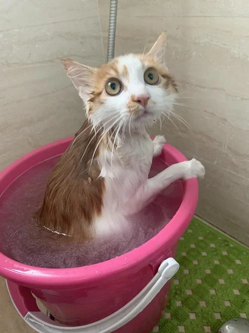 周公解梦梦见猫死了_1